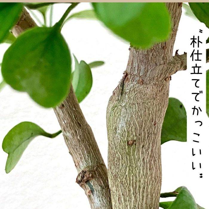 観葉植物現品販売