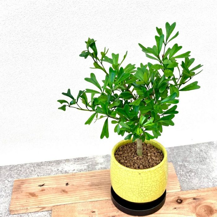 観葉植物現品販売