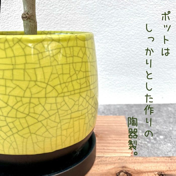 観葉植物現品販売