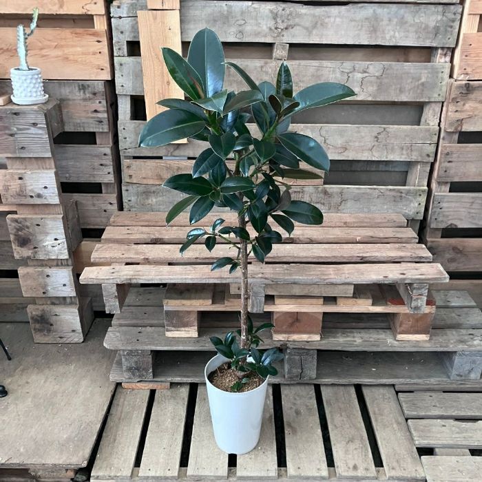 観葉植物現品販売