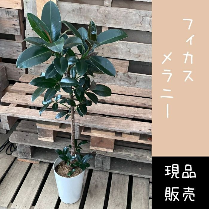 観葉植物現品販売