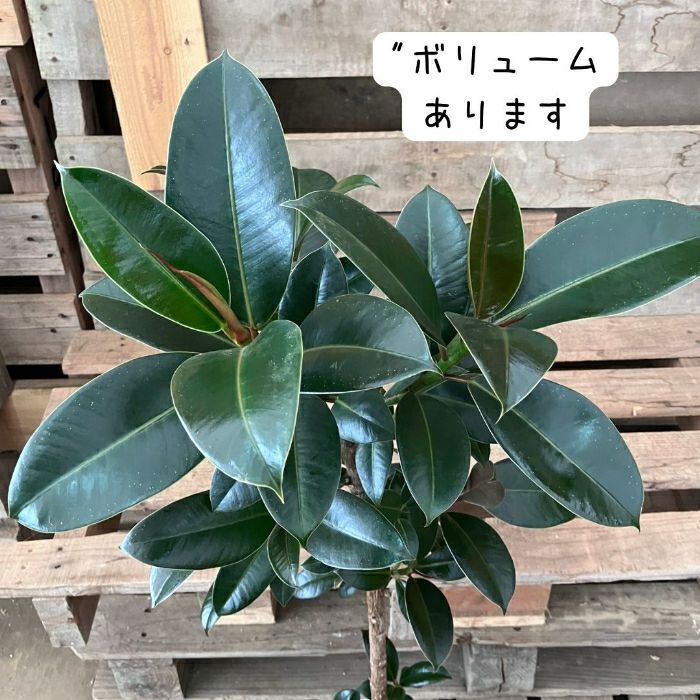 観葉植物現品販売