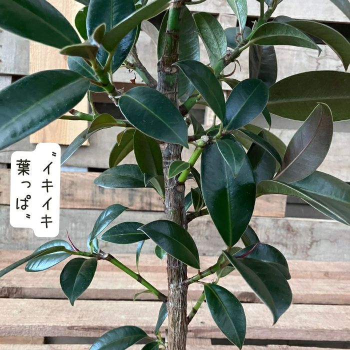 観葉植物現品販売