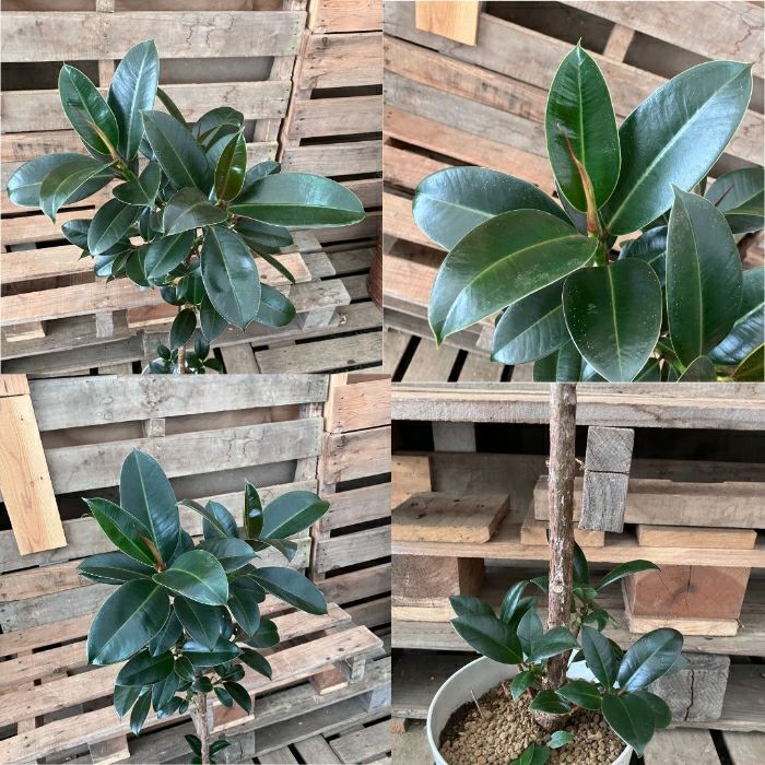 観葉植物現品販売