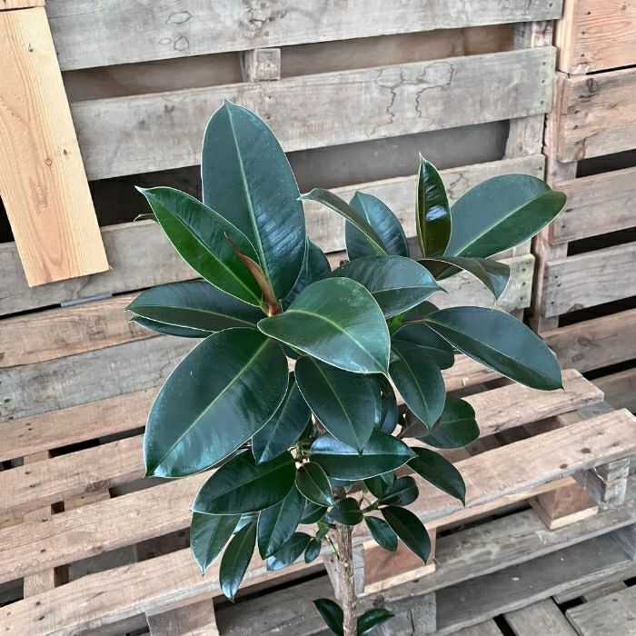 観葉植物現品販売