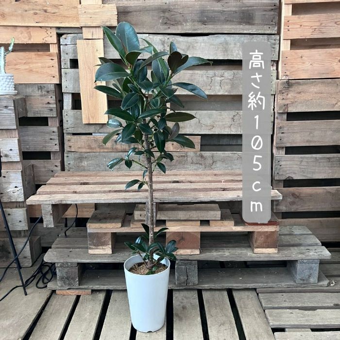 観葉植物現品販売