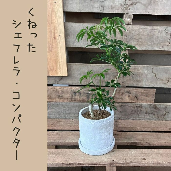 観葉植物現品販売