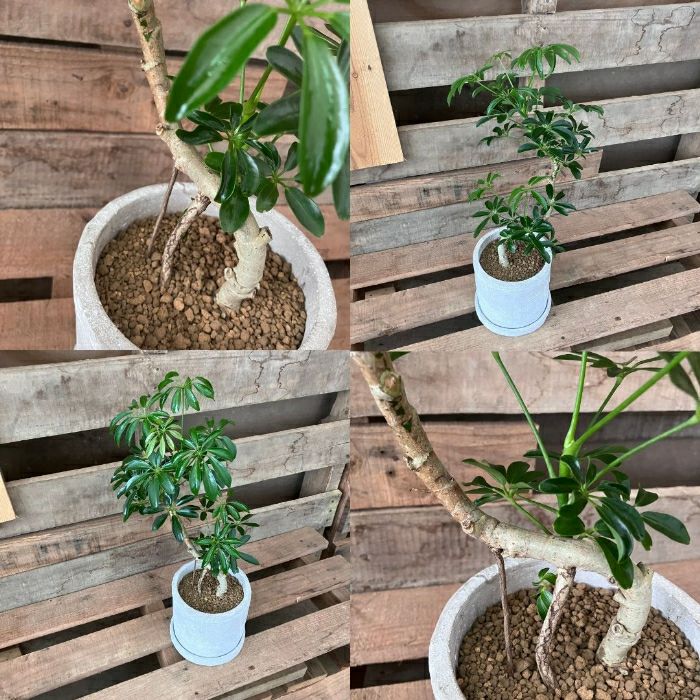 観葉植物現品販売