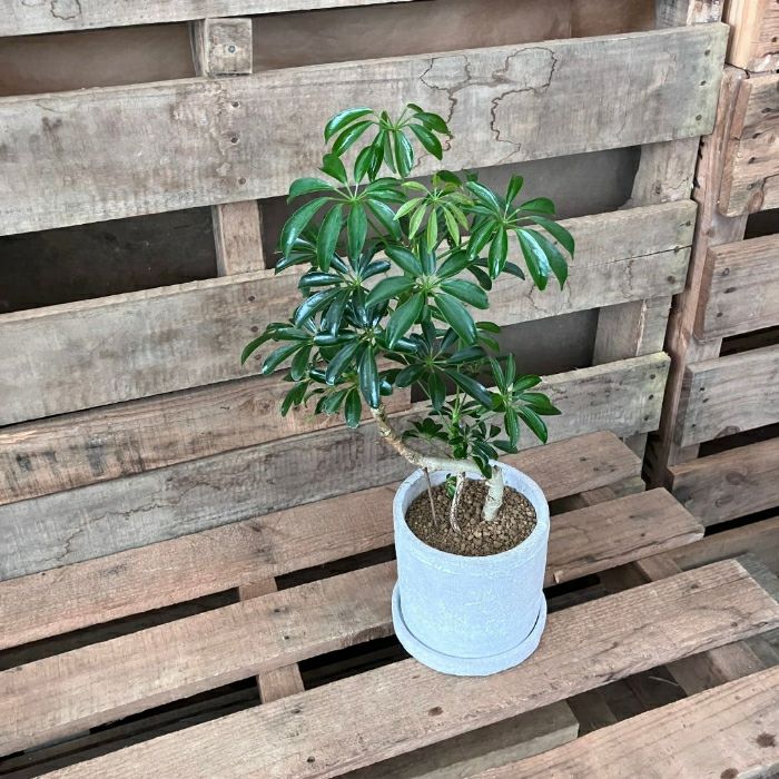 観葉植物現品販売