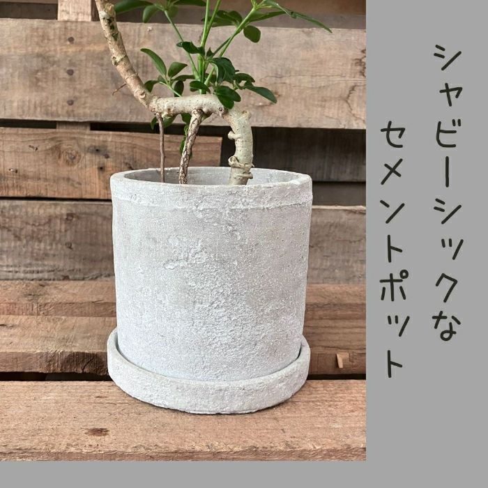 観葉植物現品販売