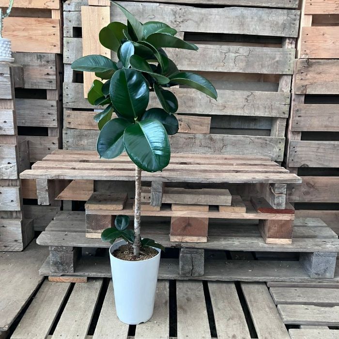 観葉植物現品販売