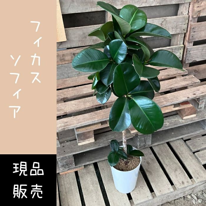 観葉植物現品販売