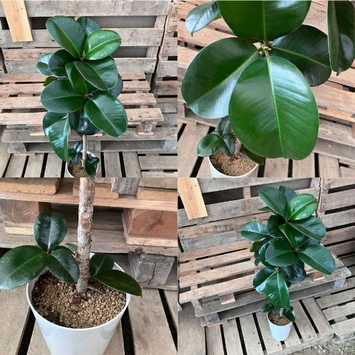 観葉植物現品販売