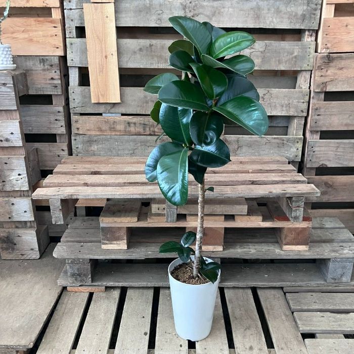 観葉植物現品販売