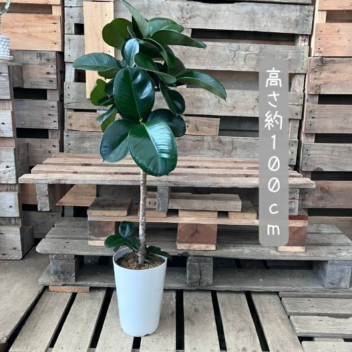 観葉植物現品販売