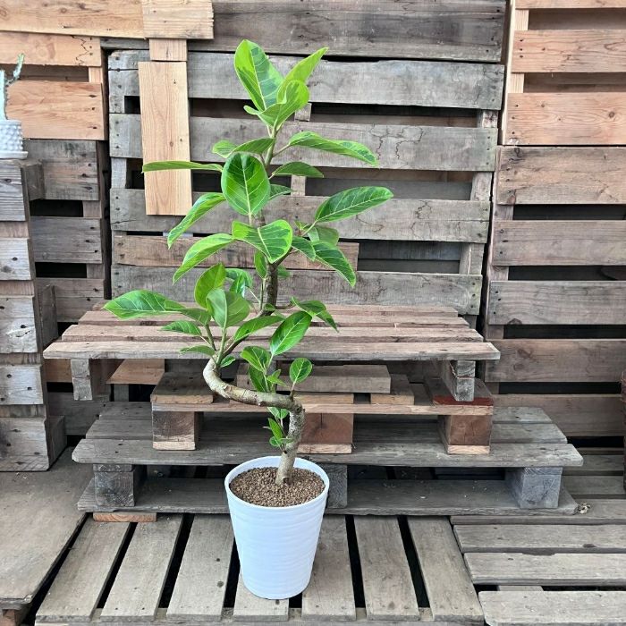 観葉植物現品販売