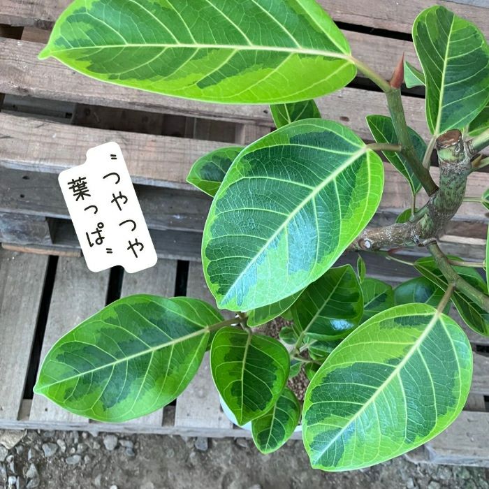 観葉植物現品販売