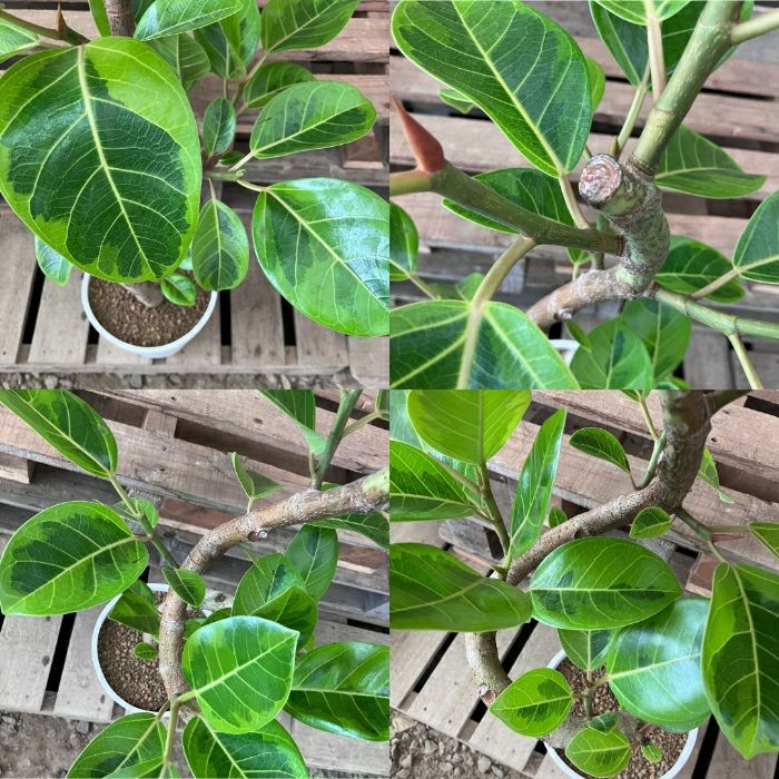 観葉植物現品販売