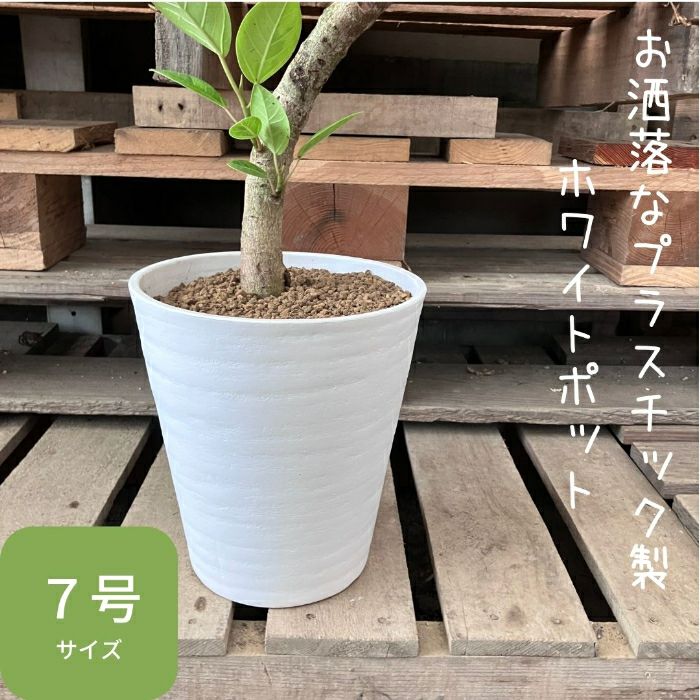 観葉植物現品販売