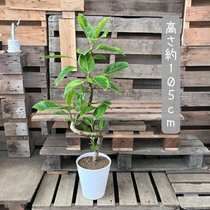 観葉植物現品販売