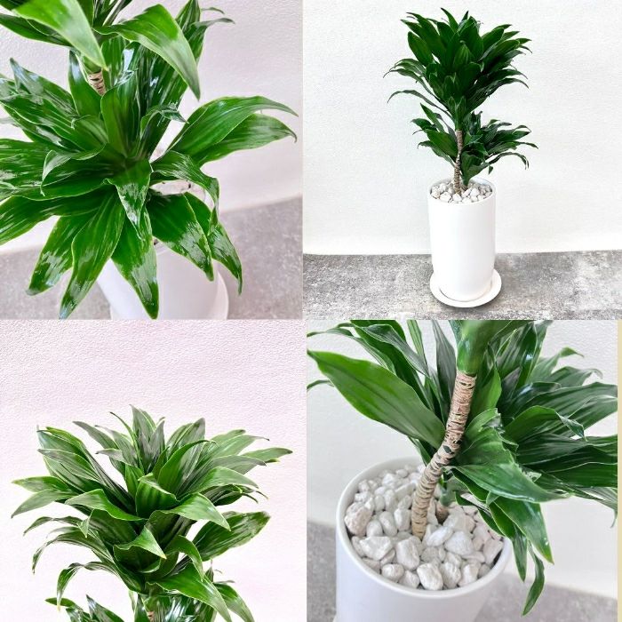 観葉植物現品販売