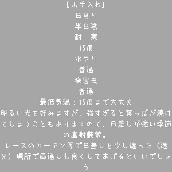 観葉植物現品販売