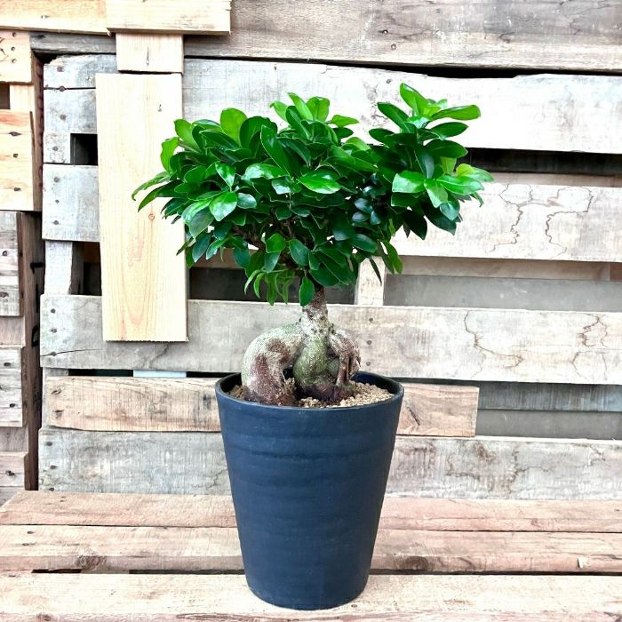 観葉植物現品販売