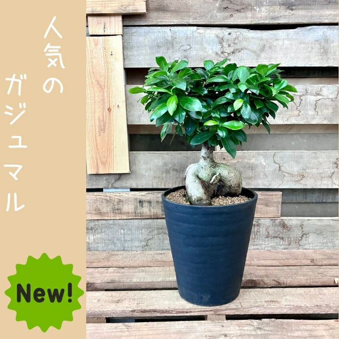 観葉植物現品販売