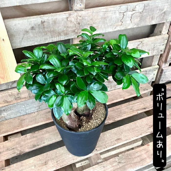 観葉植物現品販売