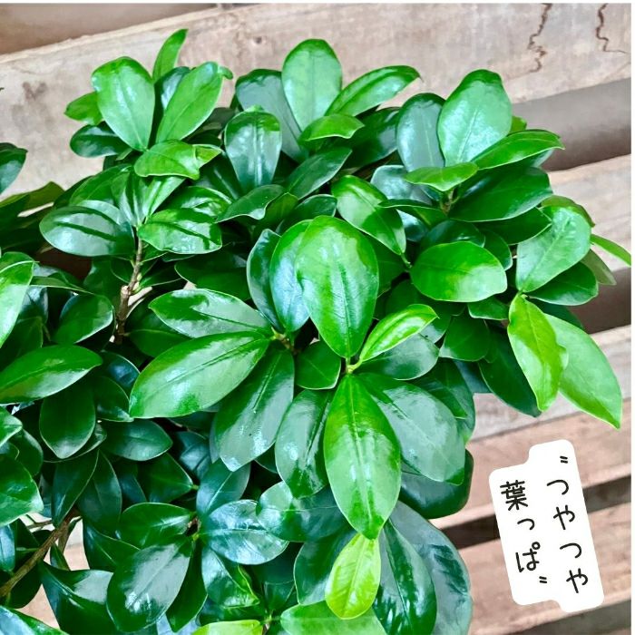 観葉植物現品販売