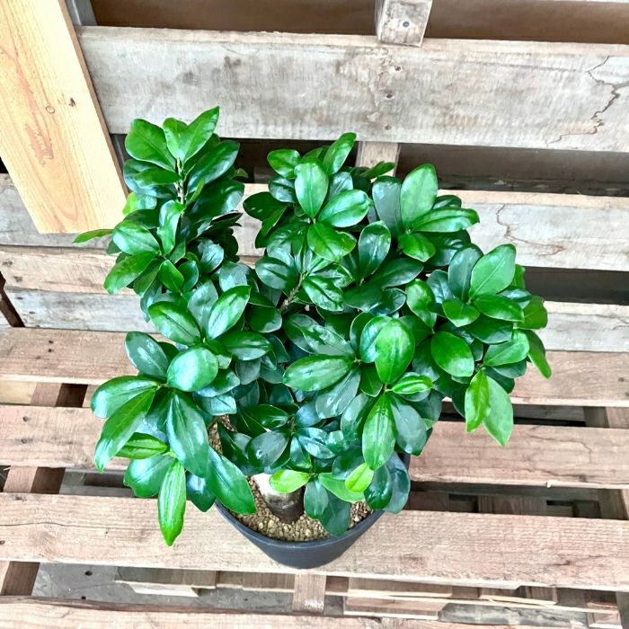 観葉植物現品販売