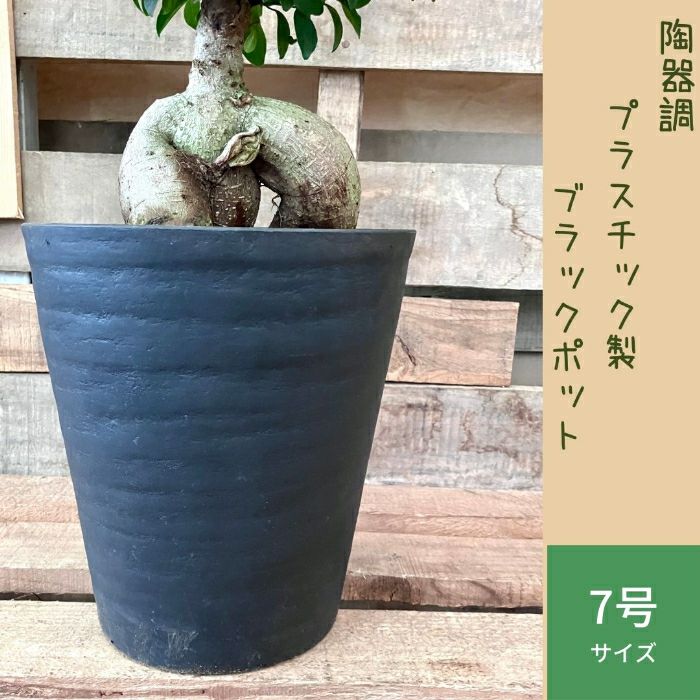 観葉植物現品販売