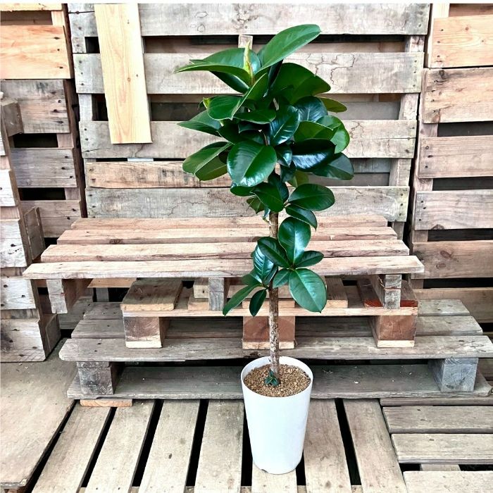 観葉植物現品販売