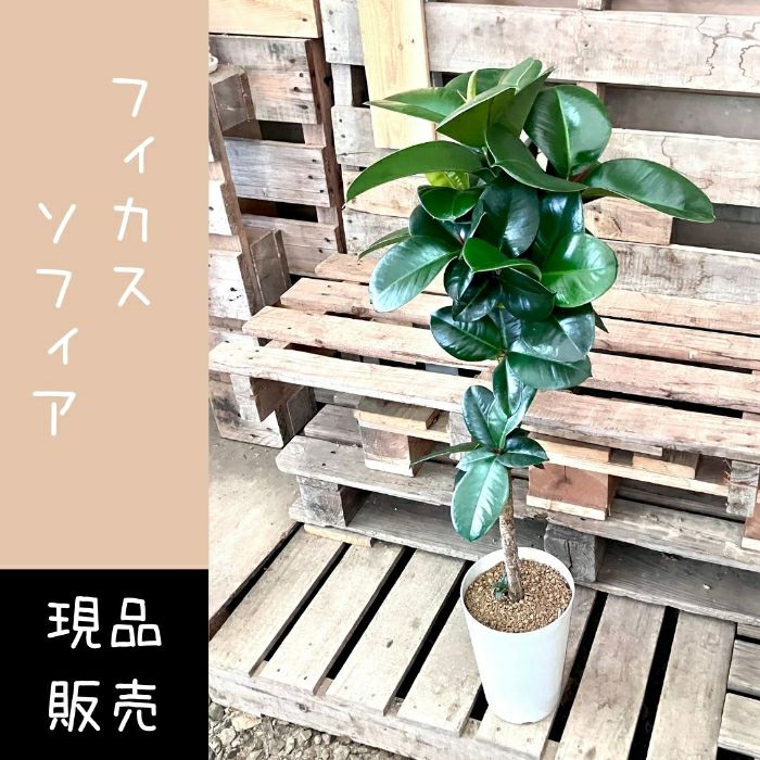 観葉植物現品販売