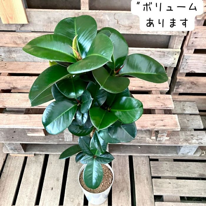 観葉植物現品販売