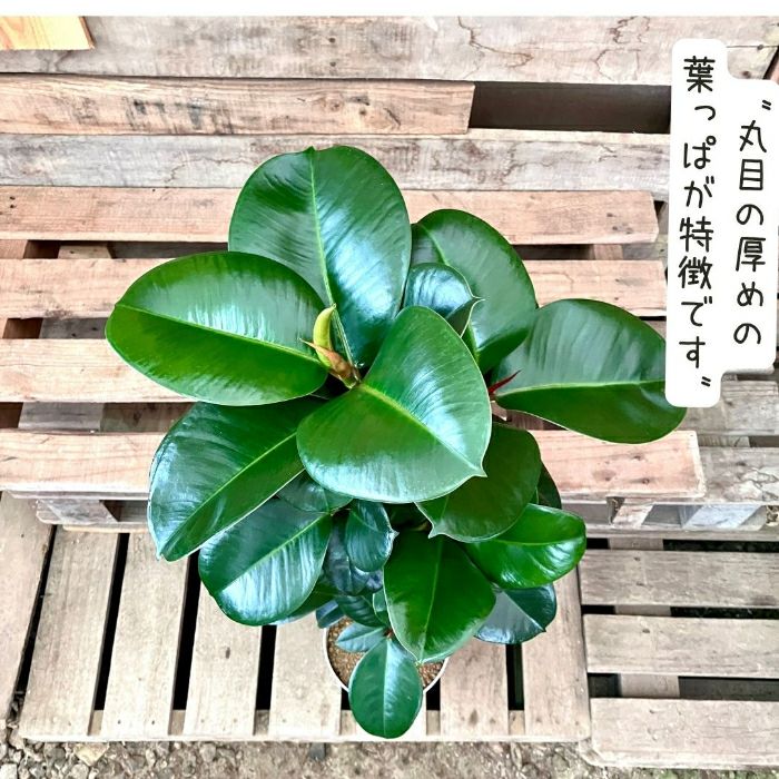 観葉植物現品販売