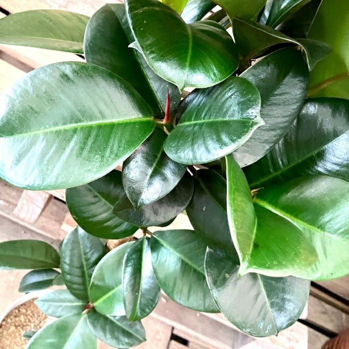 観葉植物現品販売