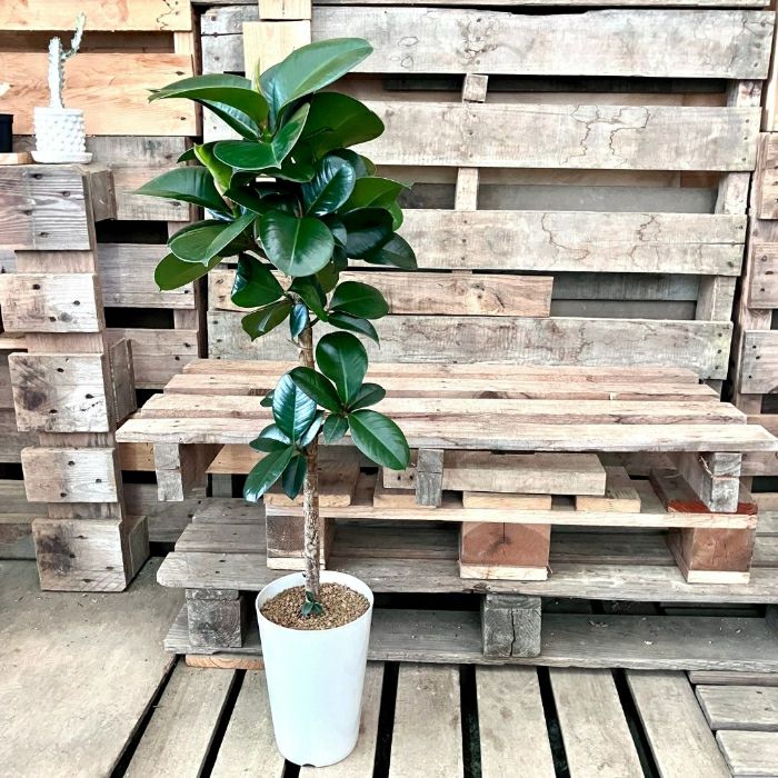 観葉植物現品販売