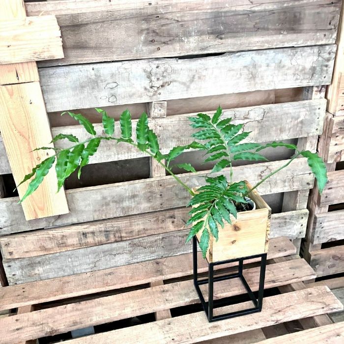 観葉植物現品販売