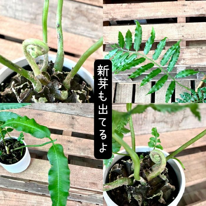 観葉植物現品販売
