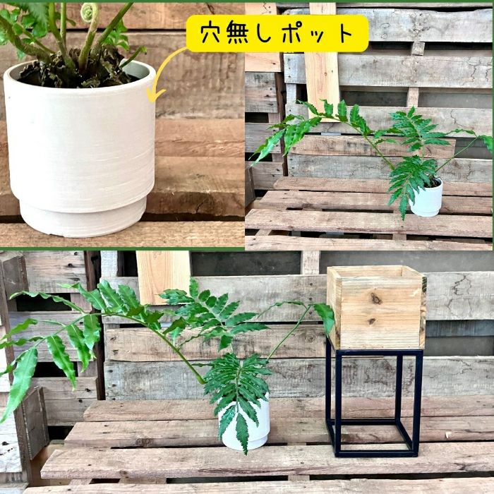 観葉植物現品販売