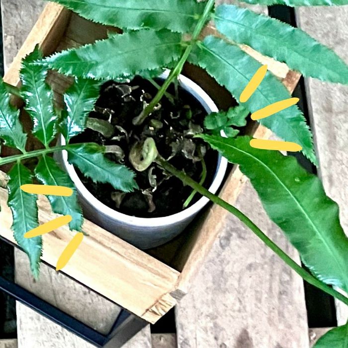 観葉植物現品販売