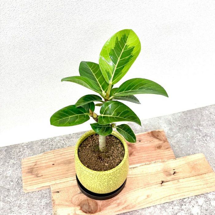 観葉植物現品販売