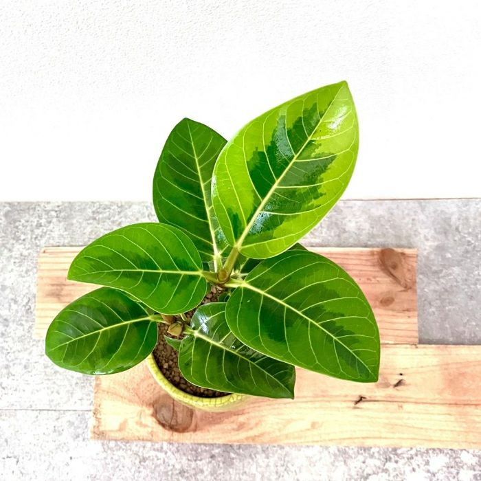 観葉植物現品販売