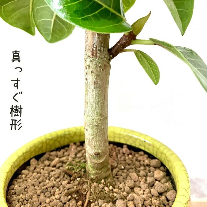 観葉植物現品販売