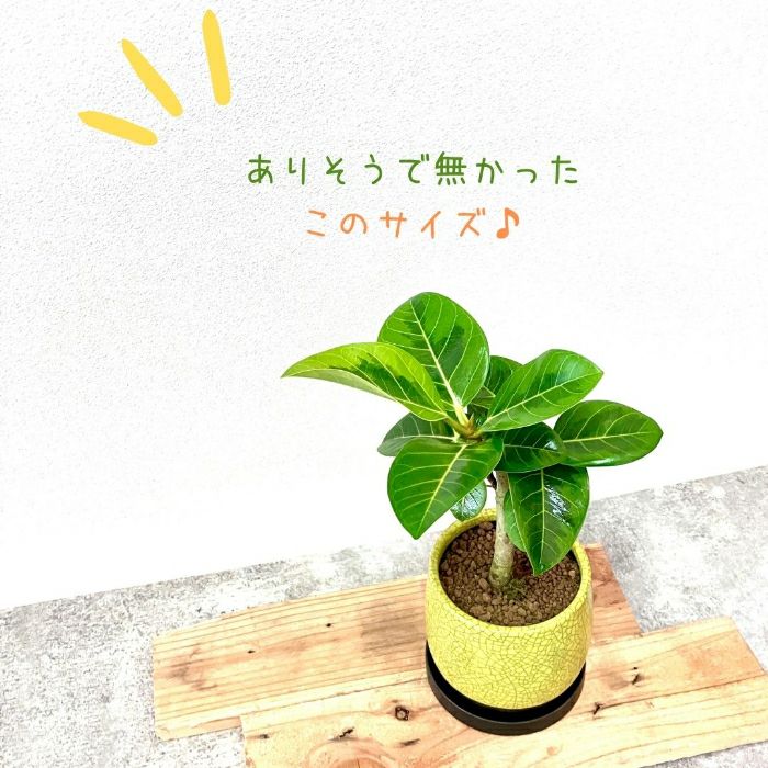 観葉植物現品販売
