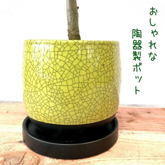 観葉植物現品販売