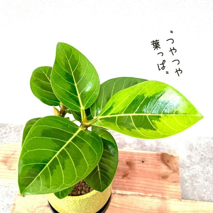 観葉植物現品販売