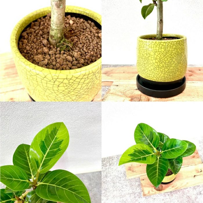 観葉植物現品販売