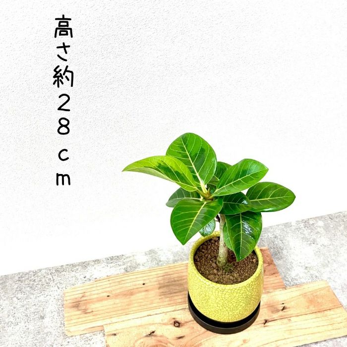 観葉植物現品販売
